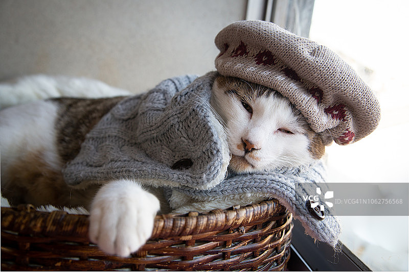 猫戴着针织帽和围巾图片素材
