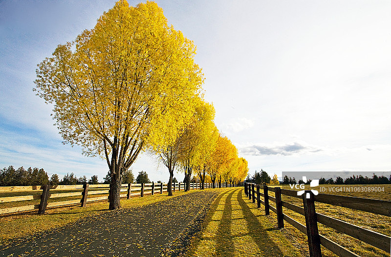 一排柳树在秋天变换着颜色图片素材