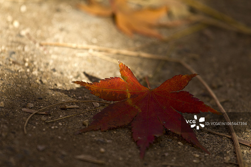 一个红色枫叶在秋天的地面上的特写图片素材