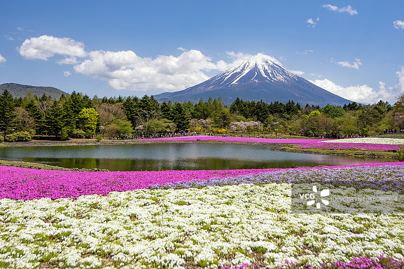 日本富士山和芝樱花园的春天图片素材