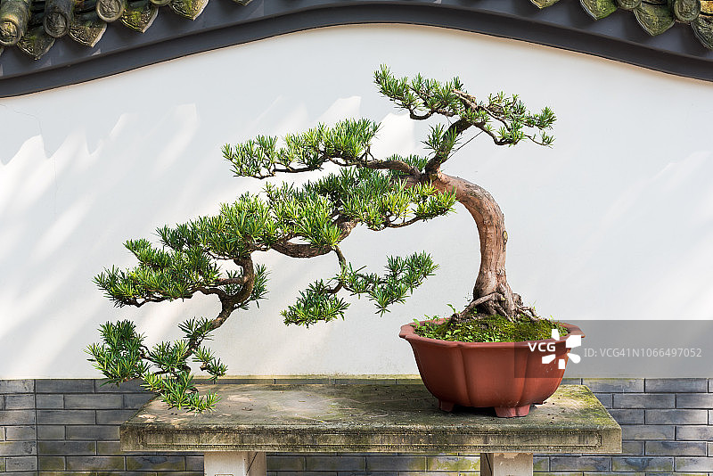 盆景松树在一个花盆靠白墙图片素材