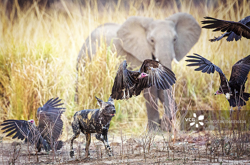 令人难以置信的野狗，大象和秃鹫在魔法池，津巴布韦图片素材