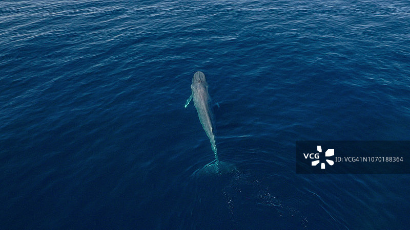 蓝鲸在平静的蓝色海洋中潜水的鸟瞰图图片素材
