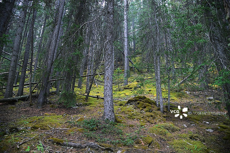加拿大落基山脉的美丽风景图片素材