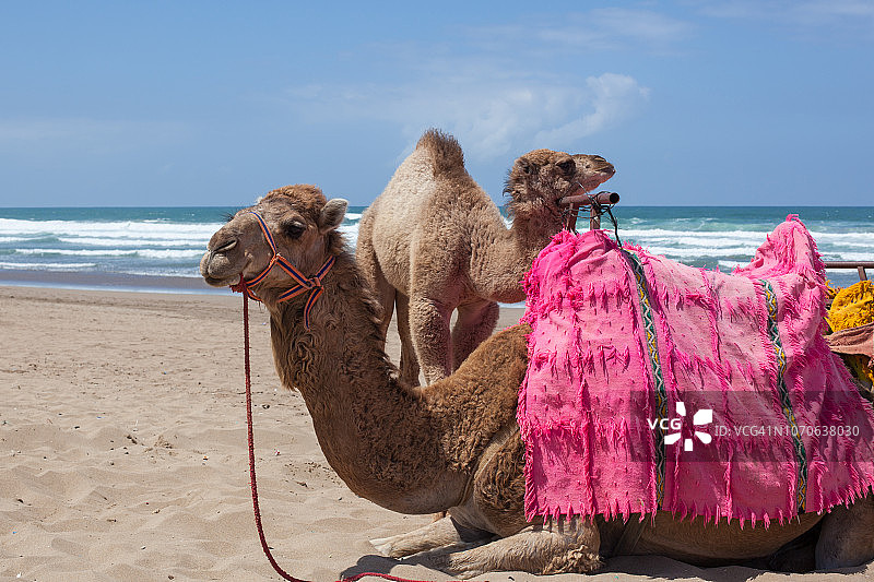 摩洛哥北部海滩上的骆驼图片素材