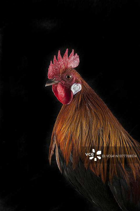 荷兰矮脚鸡公鸡图片素材