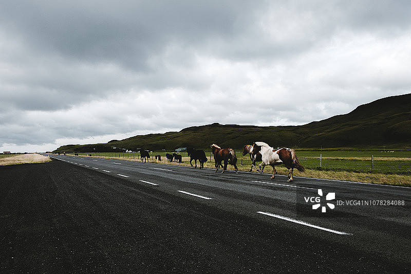 马在冰岛图片素材