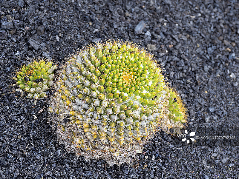 仙人掌(coryphanthas elephantidens)，仙人掌科，在火山黑色土地的背景。图片素材