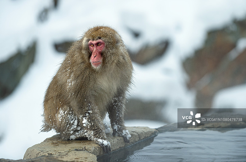 日本猕猴靠近天然温泉。图片素材