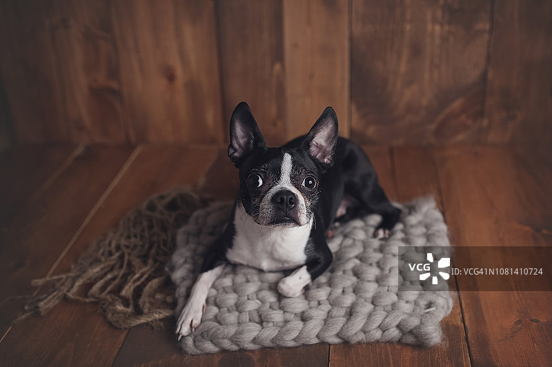 高角度的肖像狗坐在地毯上在家图片素材