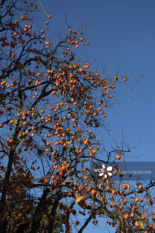 柿子树和水果在佩塔卢马，加利福尼亚州，美国图片素材