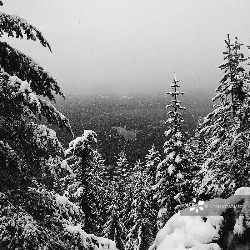 白雪皑皑的森林景观，俄勒冈冬季图片素材