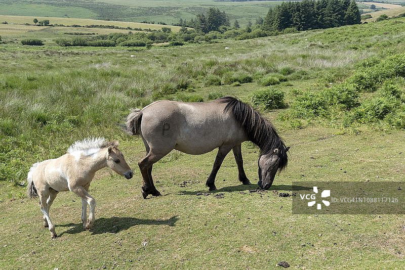 在英国德文郡的达特穆尔国家公园里，正在吃草的小马图片素材