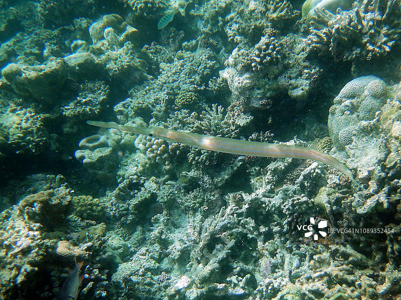 马尔代夫珊瑚礁上的一种喇叭鱼图片素材