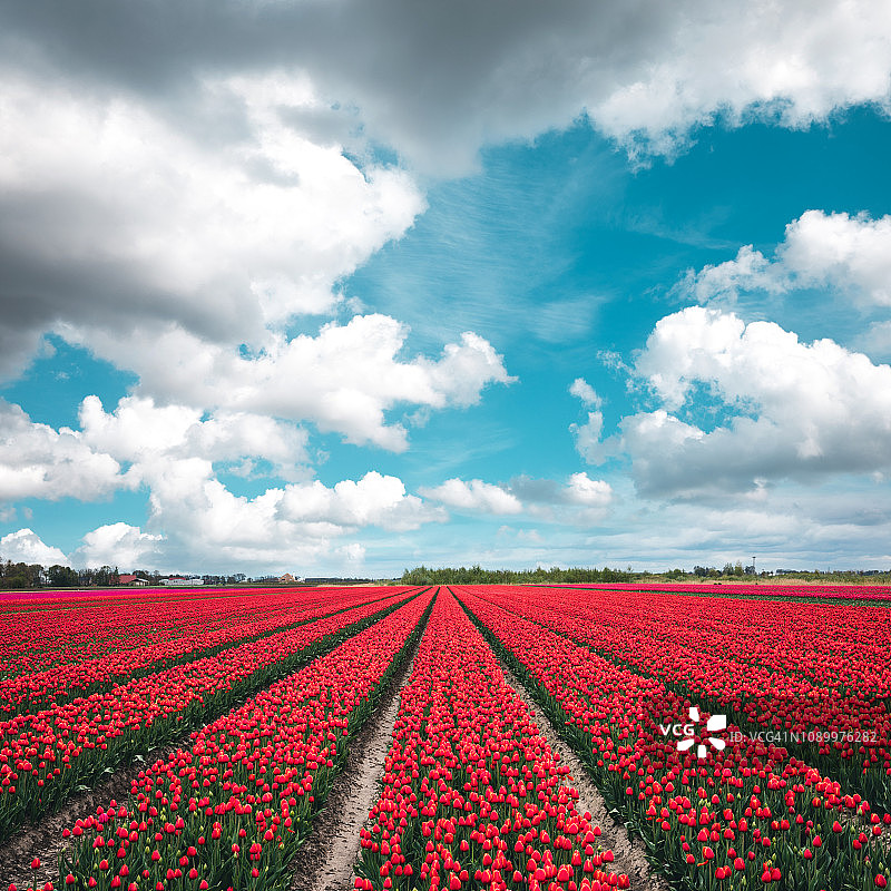 荷兰的红色郁金香田图片素材
