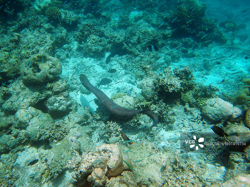 海鳗(Gymnothorax Javanicus)， Eriyadu岛，马尔代夫图片素材