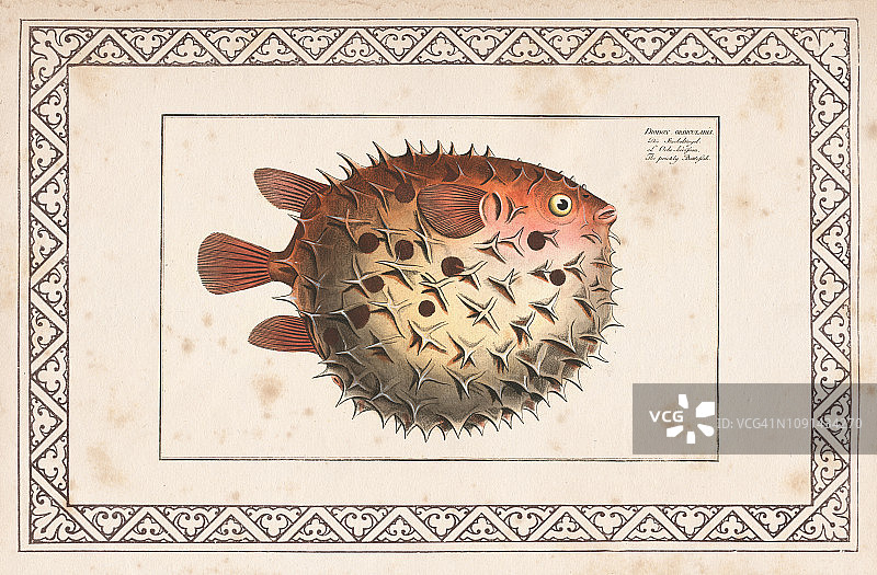 1797年的鸟喙毛刺鱼或斑点豪猪鱼图片素材
