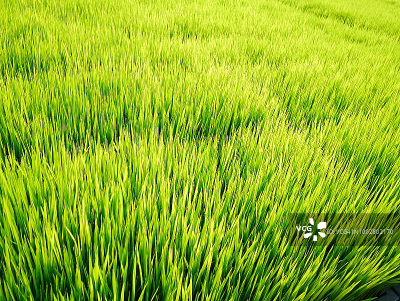 绿色的稻田图片素材