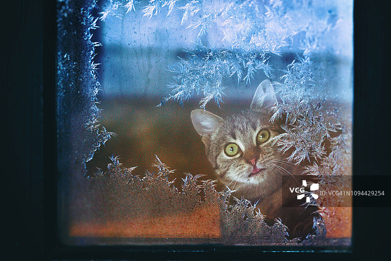 猫从结霜的窗户往外看图片素材