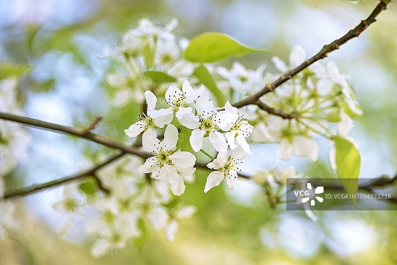 近距离拍摄的美丽的白色，春天盛开的梨树也被称为Pyrus图片素材