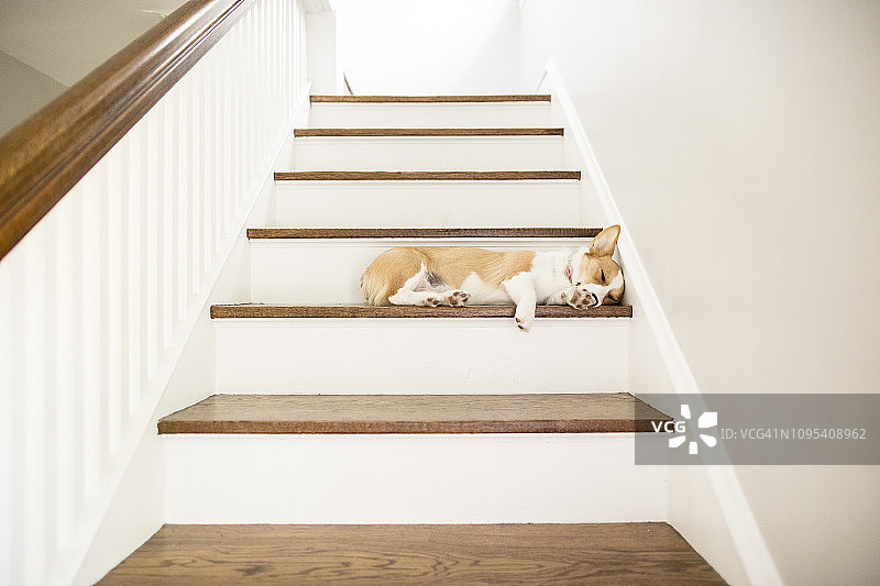 在家里台阶上睡觉的狗图片素材
