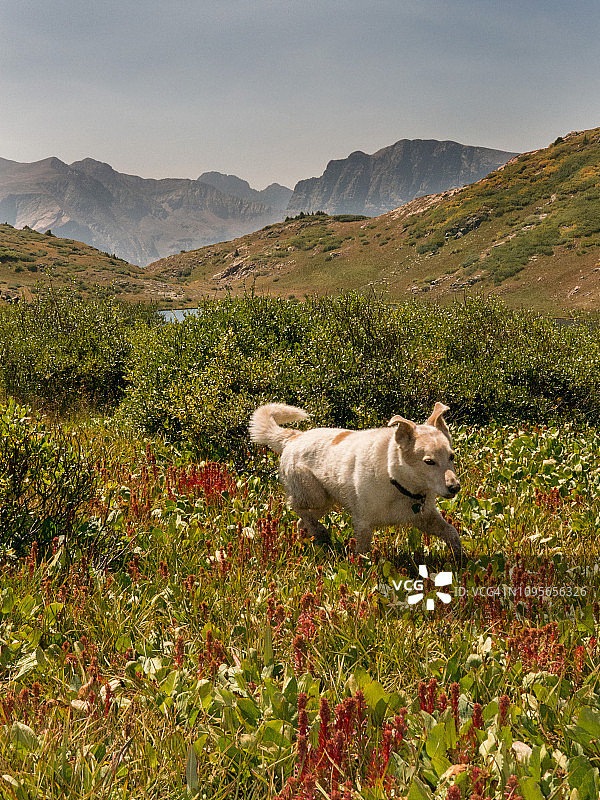 山湖野花中的狗图片素材
