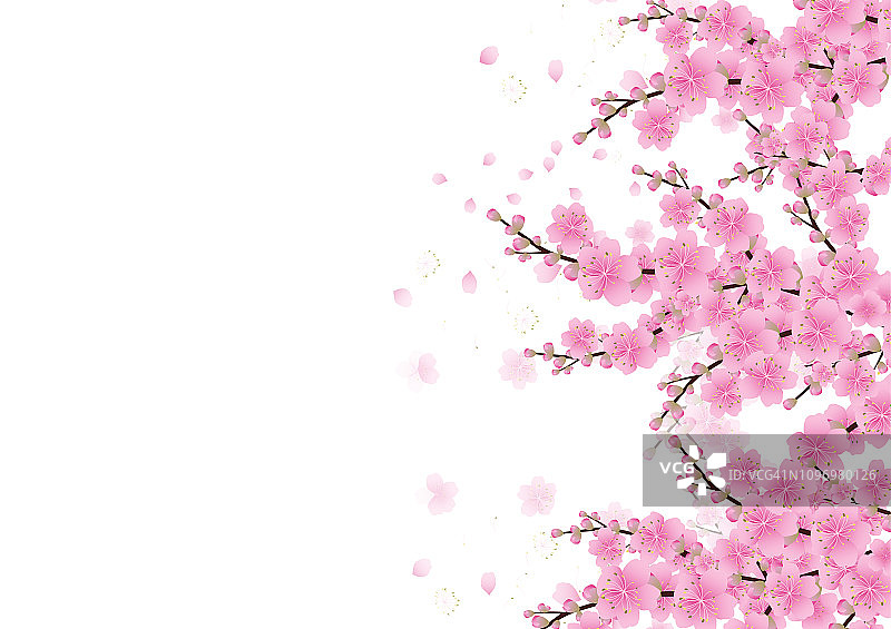 樱花背景。樱花孤立的白色背景图片素材