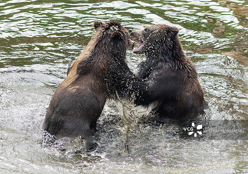 棕熊在水里玩图片素材
