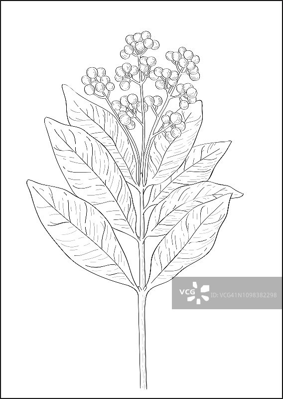 多香果植物的黑白数字插图图片素材