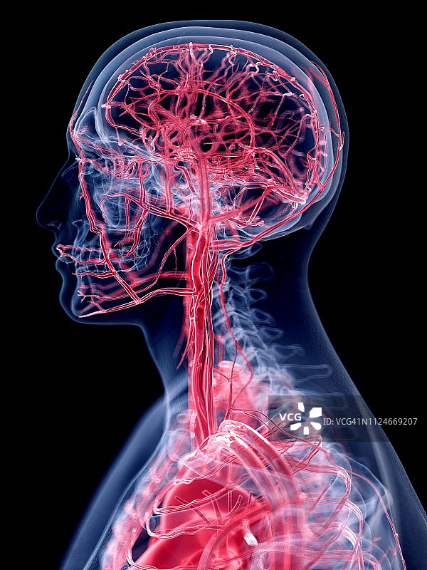 头部垂直血管系统图解图片素材