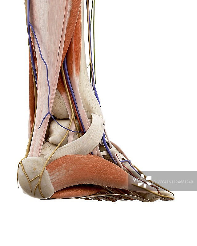 人体足部解剖说明图片素材