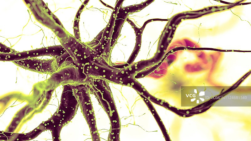 人体神经垂直细胞的图解图片素材