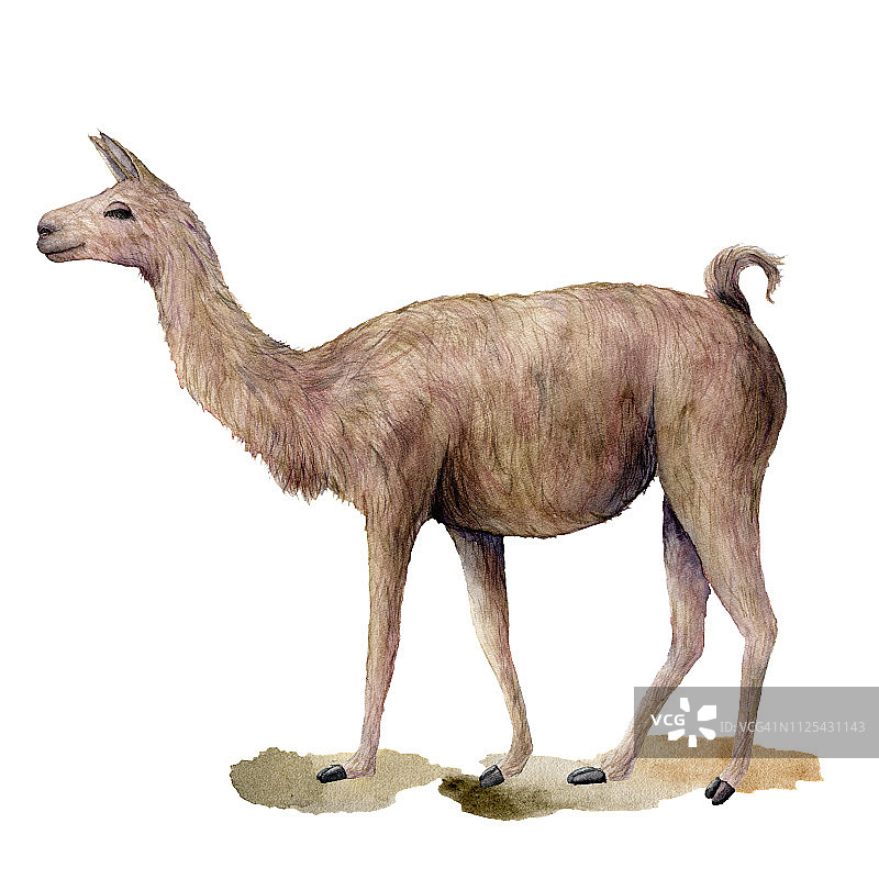 水彩画卡与行走骆驼。手绘美丽的插图与动物孤立在白色的背景。用于设计、印花、织物或背景。图片素材