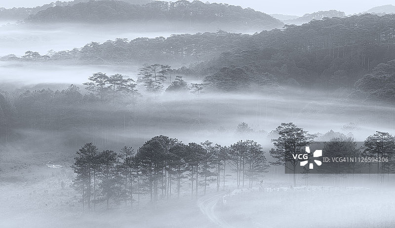晨雾中的松林图片素材
