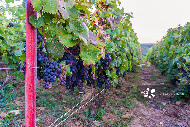 排葡萄葡萄在香槟葡萄园在蒙太奇德兰斯乡村的背景图片素材