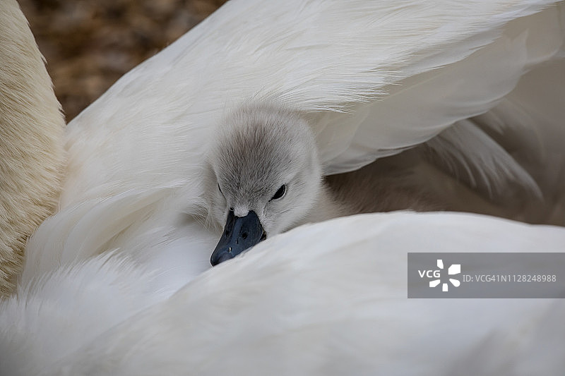 在温暖和妈妈的翅膀的保护下，一个毛茸茸的灰色沉默天鹅小天鹅的特写图片素材