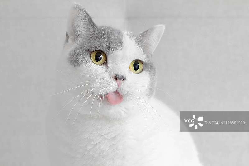 英国短毛猫伸出舌头的肖像图片素材