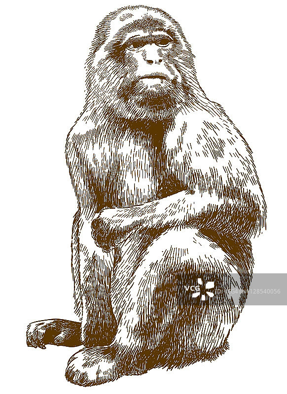 巴巴里猕猴雕刻绘画插图图片素材