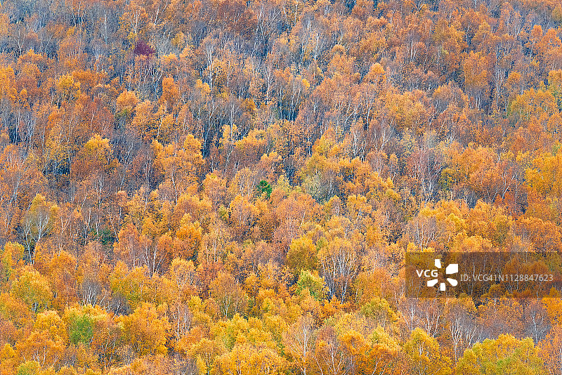 山腰和秋树图片素材