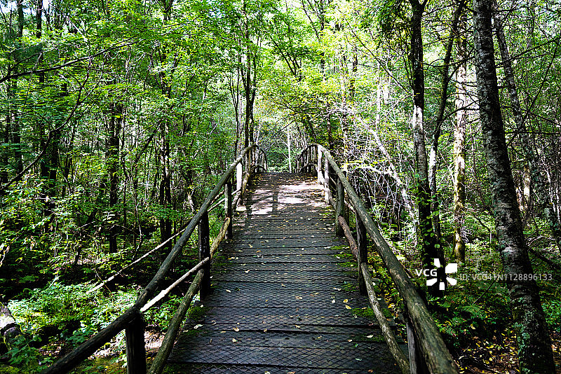 森林里的老木桥图片素材
