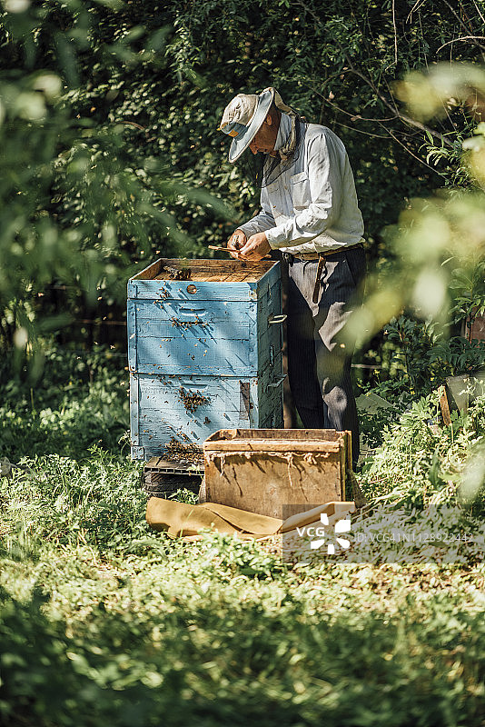 养蜂人正在检查蜂箱图片素材