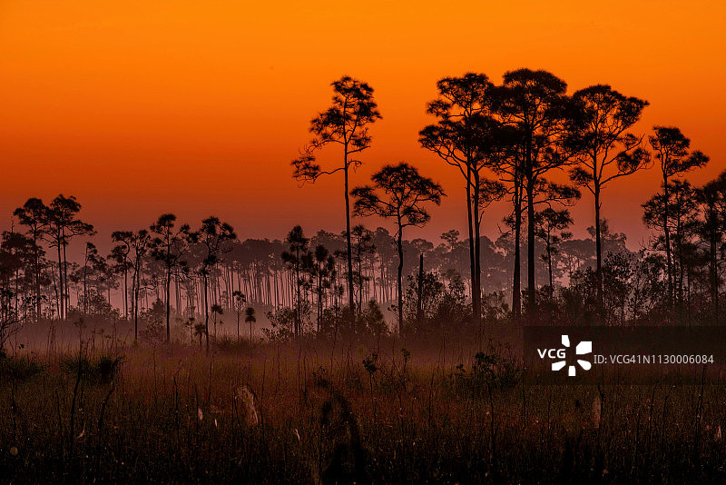 五彩缤纷的日出照亮了大沼泽地的松木吊床上的薄雾和松树地。图片素材