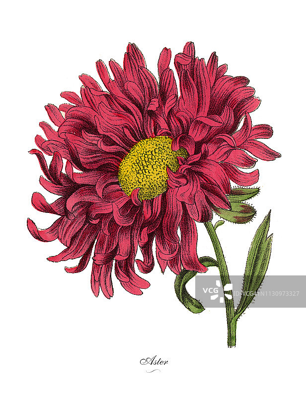 紫菀或星植物，维多利亚植物学插图图片素材