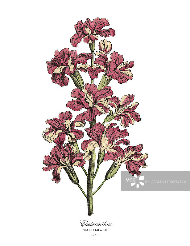 桂花或壁花植物，维多利亚植物学插图图片素材