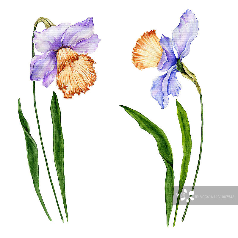 美丽的紫色水仙花在茎上，绿叶孤立在白色的背景上。植物。水彩画。侧面和正面视图。图片素材