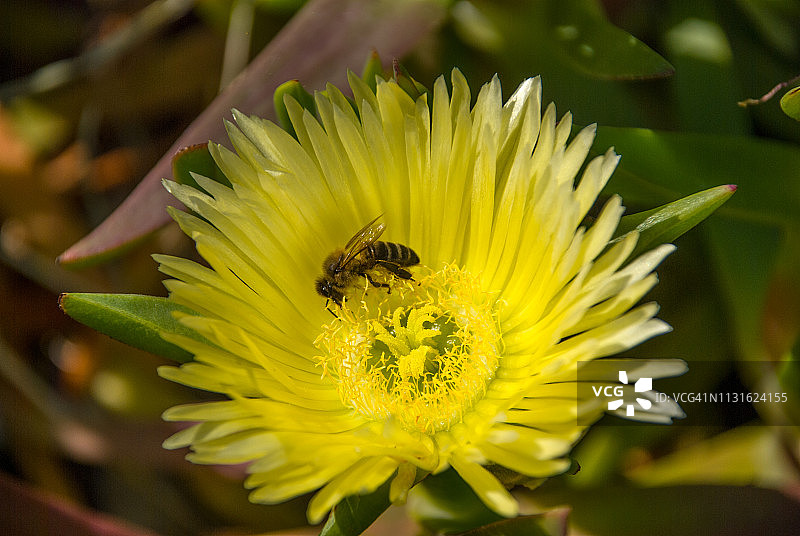 仙人掌花上的蜜蜂图片素材