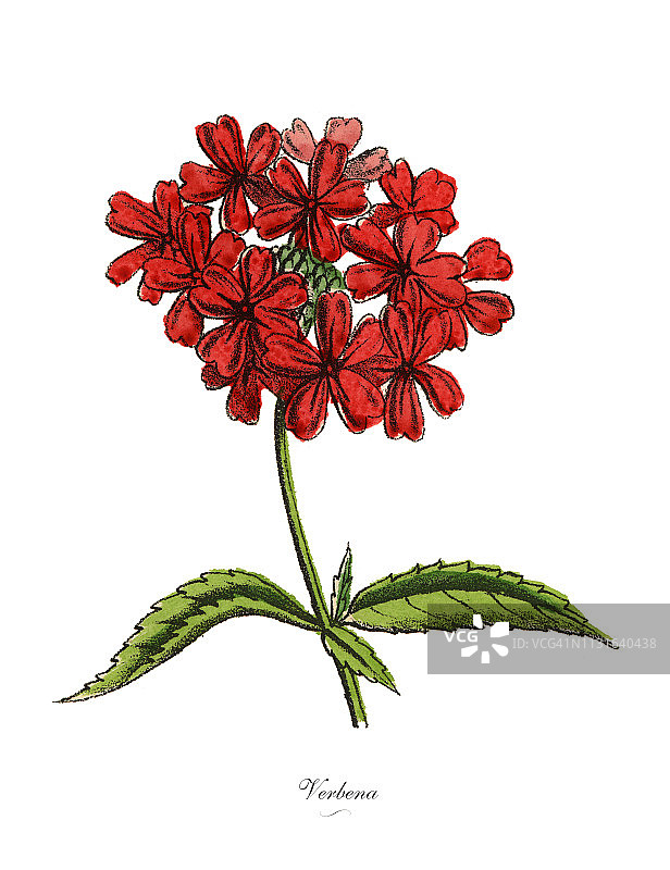 马鞭草植物，维多利亚植物学插图图片素材