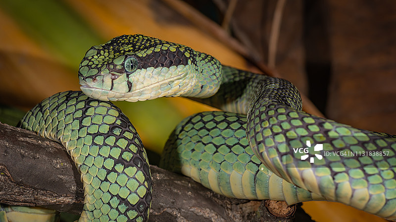 斯里兰卡蝮蛇图片素材