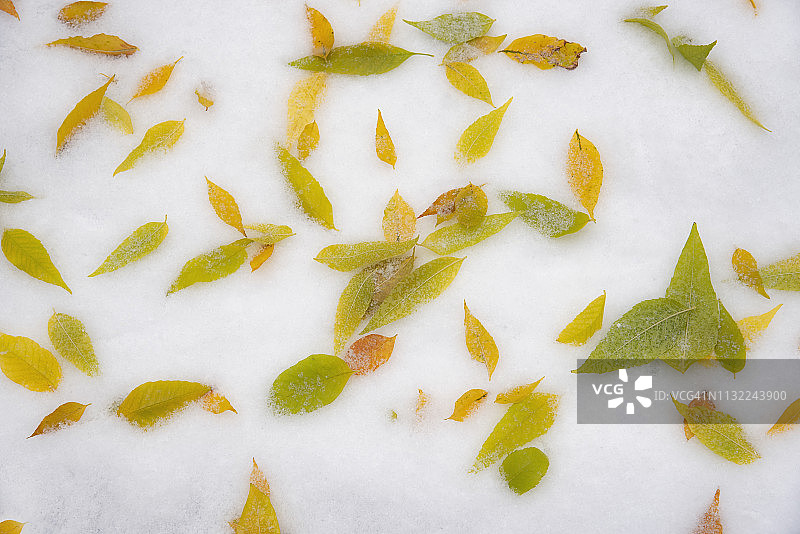 叶子在冰上图片素材