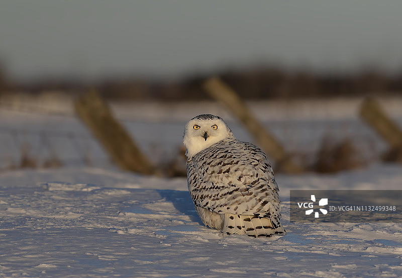 在加拿大一个阳光明媚的早晨，一只雌雪鸮坐在雪地里图片素材